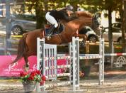 Hongre SF 10 ans CSO amateur 2