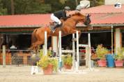 Hongre SF 10 ans CSO amateur 2