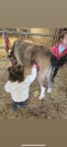 Ponette shetland de 2 ans 