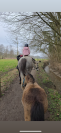 Ponette shetland de 2 ans 