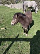 Ponette shetland de 2 ans 
