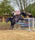 Poney D welsh cob