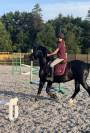 Poney D welsh cob