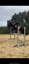 Poney D welsh cob