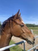 Poulain male SF 1 an