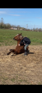 Poulain male SF 1 an