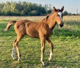 Poulain male SF 1 an