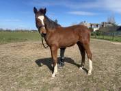 Poulain male SF 1 an