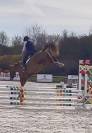 Caballo castrado Silla Francés En venta 2024 Bayo por Conte Bellini