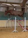 Caballo castrado Silla Francés En venta 2024 Bayo por Conte Bellini
