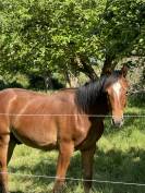 Caballo castrado Silla Francés En venta 2024 Bayo por Conte Bellini