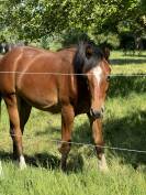 Caballo castrado Silla Francés En venta 2024 Bayo por Conte Bellini