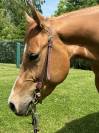 Quarter Horse - 6 ans