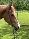 Quarter Horse - 6 ans