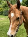Quarter Horse - 6 ans
