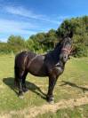 Vends cheval merens 18 ans