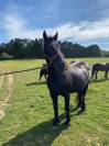 Vends cheval merens 18 ans