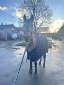 Petit cheval à vendre 