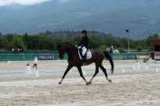 Chic Hongre Hanovrien 10 ans 1,73m Dressage 