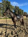 Chic Hongre Hanovrien 10 ans 1,73m Dressage 