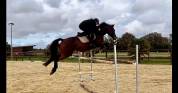 Jument 8 ans (Quinoto bois margot)