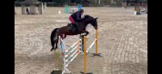 Jument 8 ans (Quinoto bois margot)