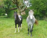 Connemara hongre 2 ans