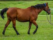 Cheval de 20 ans pour pré retraite
