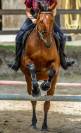 Cheval de 20 ans pour pré retraite