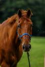 Cheval de 21 ans pour retraite