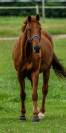 Cheval de 21 ans pour retraite