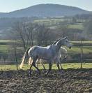 Cheval avec gros moyens 