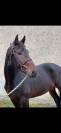 A vendre Hongre 7 ans 