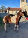 Poulain pie sport