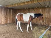 Poulain pie sport
