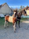 Poulain pie sport