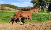 Jument Anglo-Arabe 5 ans