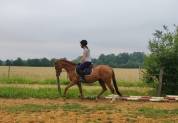 Jument Anglo-Arabe 5 ans