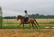 Jument Anglo-Arabe 5 ans