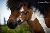 Magnifique pouliche mini 