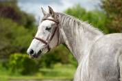 Cheval pour cso/cce