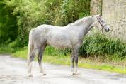 Cheval pour cso/cce