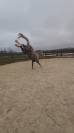 Cheval pour cso/cce