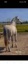 P.R.E stallone andaluso 