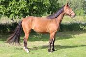 Hongre de 4 ans SF par AD Unaniem