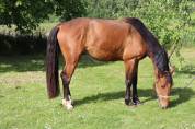 Hongre de 4 ans SF par AD Unaniem