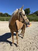 Jument 11 ans  loisirs Pleins papiers , top dressée 