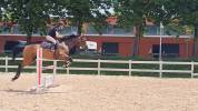 cavallo salto ostacoli 125