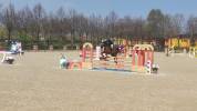 cavallo salto ostacoli 125
