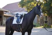 Caballo castrado Silla Francés En venta 2021 Negro